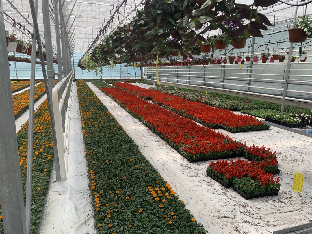 Система поддержки роста